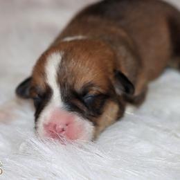 Cass - Red female Pembroke Welsh Corgi puppy in Akeley, Minnesota from Northwynd Corgis