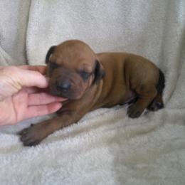 Bruno - Rd whtn blk nose male Rhodesian Ridgeback puppy in Carney, Oklahoma from River Run Parson Russell terriers & River Run Ridgebacks