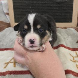Logan - Black and tan male Pembroke Welsh Corgi puppy in Chariton, Iowa from Kickin It Acres BCs