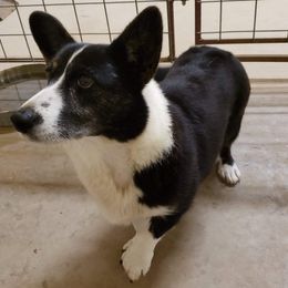Maya  - Cardigan Welsh Corgi