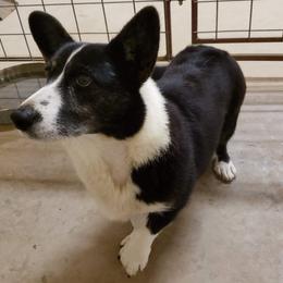 Maya  - Cardigan Welsh Corgi