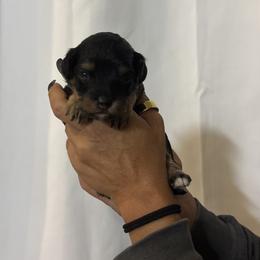 Luca - Black and tan male Cavapoo puppy in Gap, Pennsylvania from Luxe Cavapoo LLC