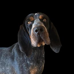 Clyde - Bluetick Coonhound