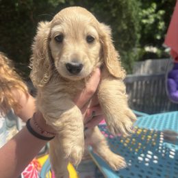 Ricky - Cream male Dachshund puppy in Marion, Iowa from Dixon Dachshunds