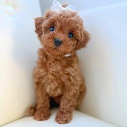 Flower - Red  female Poodle puppy in Gilbert, Arizona from My Poodle Bears