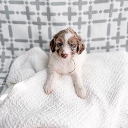 Maple - Merle female Goldendoodle puppy in Greencastle, Indiana from Willow & Co.