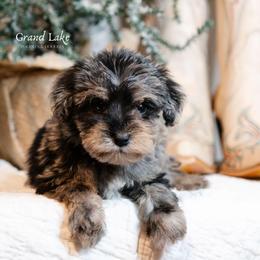 The Wizard - Merle male Schnoodle puppy in Grove, Oklahoma from Grand Lake Poodles & Doodles