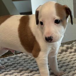 Desert Cloud - Red male Italian Greyhound puppy in Tempe, Arizona from Desert Sky Italian Greyhounds
