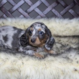 Dachshund Puppies from Dachsy
