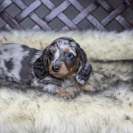 Dachshund Puppies from Dachsy