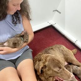 Pink collar - Brown female Chesapeake Bay Retriever puppy in Pisgah Forest, North Carolina from Whiskey Creek Chesapeakes
