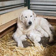 Maremma Sheepdog Puppies from Unfinished Acres