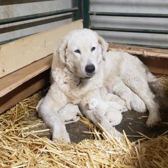 Maremma Sheepdog Puppies from Unfinished Acres