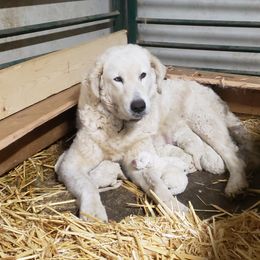 Maremma Sheepdog Puppies from Unfinished Acres