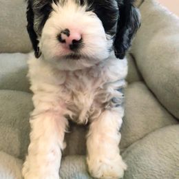 Cockapoo Puppies from Oodles of Doodles and Love