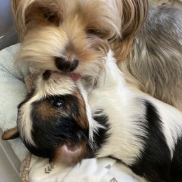 Biewer Terrier Puppies from Biewer Journey