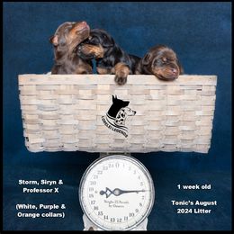 Dalmatian and Doberman Pinscher Puppies from Lorelei Legends