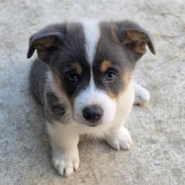 Odysseus - Blue male Pembroke Welsh Corgi puppy in Duarte, California from Duarte Pups