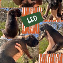 LEO - Fawn male Great Dane puppy in Wellsville, New York from Prophecy Danes