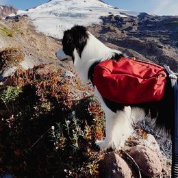 Border Collie All Grown Up from Aumakua Border Collies