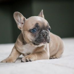 Mavis - Blue fawn female French Bulldog puppy in Bolivar, Missouri from BuschBabyBulldogs