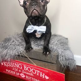 Peanut - Brindle French Bulldog puppy in East Brunswick, New Jersey from Pardon Our Official Frenchies