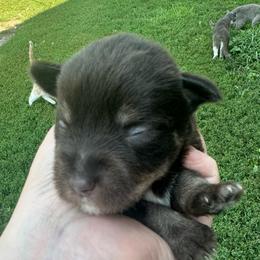 Boy 2 - Liver male Miniature Schnauzer puppy in West Point, Nebraska from Canyon Rose Schnauzers