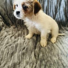 Black collar - Shorkie puppy from Sensational Shorkies
