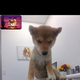 Shiba Inu Puppies from Sunset State Shiba