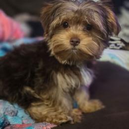 Phoenix - Liver male Yorkshire Terrier puppy in Thornville, Ohio from My precious yorkies