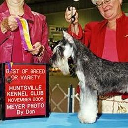 Miniature Schnauzers from Croix Lac Schnauzers