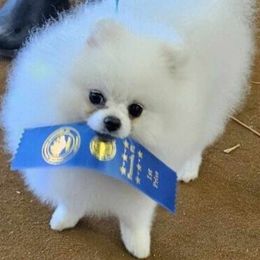 Pomeranian Puppies from Sparkle Plenty Poms