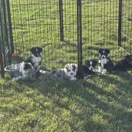 Miniature Australian Shepherds from Grasslands Aussies