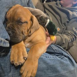 Tomahawk - Brown male Boerboel puppy in Laramie, Wyoming from Standing Stone Boerboels