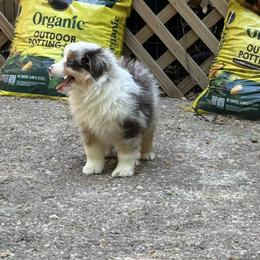 Miny - Red merle male Miniature American Shepherd puppy in Garysburg, North Carolina from Schaefer's Miniature American Shepherds