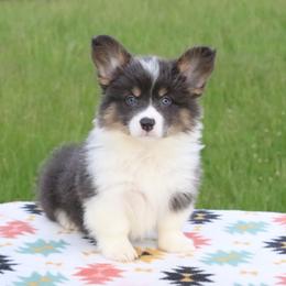 Poppy (Dove) - Blue female Pembroke Welsh Corgi puppy in Fayetteville, Arkansas from Intergalactic Corgis