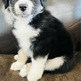 Snap - Black tri male Miniature Australian Shepherd puppy in Sulphur, Oklahoma from Barnyard Aussies