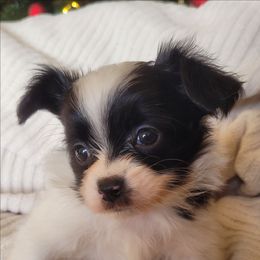 Black n white male 3 - White and black male Papillon puppy in Florida from Tammy's Papillon Playpen