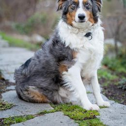 Spooky - Miniature Australian Shepherd
