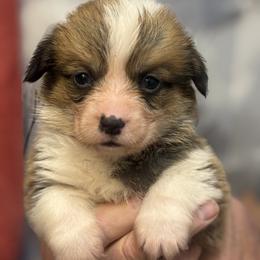 Red Collar boy - Red male Pembroke Welsh Corgi puppy in Hayes, Virginia from Gainesfield Labradors and Pembroke Welsh Corgis