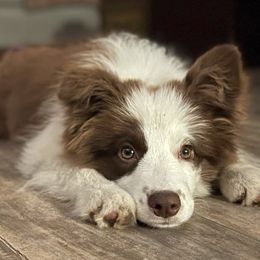 Border Collies from Hound and Harvest