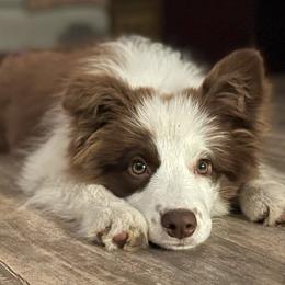 Border Collies from Hound and Harvest