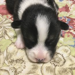 American Corgi and Pembroke Welsh Corgi Puppies from Gardner Corgis