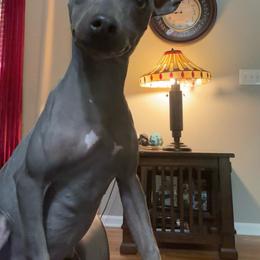 Goldie - Blue tan and white female American Hairless Terrier puppy in Atlanta, Georgia from Royal Flush Kennels