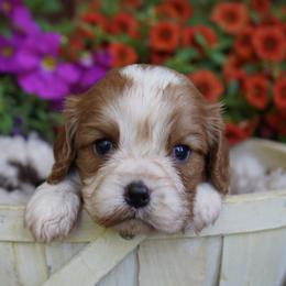Shayla - Blenheim female Cavalier King Charles Spaniel puppy in Lula, Georgia from Cavaliers by Crumley