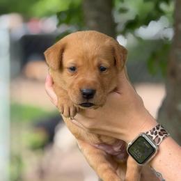 Yellow Collar - Yellow female Labrador Retriever puppy in Quinlan, Texas from Wright Way Retrievers