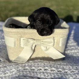 Coton de Tulear Puppies from Flourishing Family Farms