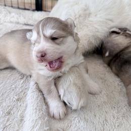 Ginger - Red and white female Siberian Husky puppy in Guffey, Colorado from Sunset Ridge
