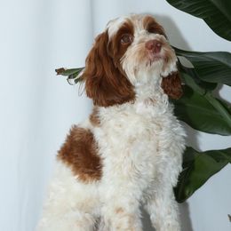 Reina - Australian Labradoodle