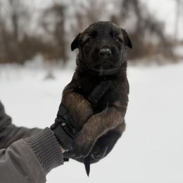 Belgian Malinois and German Shepherd Puppies from Abenteurer German Shepherds & Belgian Malinois